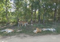 Сафари-парк тигров 1.JPG