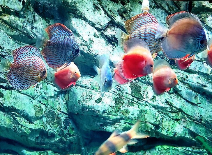Рыбы в Океанариуме Сочи