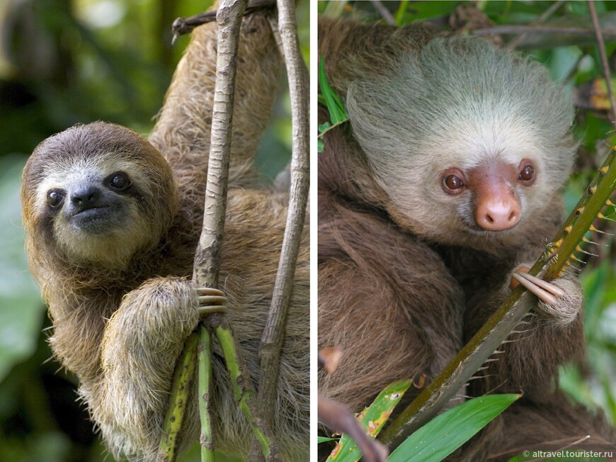 Трехпалый (слева) vs. двупалый (справа) ленивцы. Оба фото из интернета.