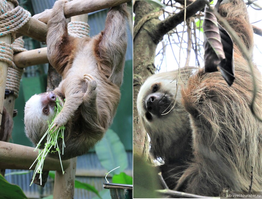 Двупалые ленивцы Хоффмана (Hoffman’s Two-toed Sloth). Во время нашего визита в этом центре было 19 двупалых ленивцев, все – девочки.