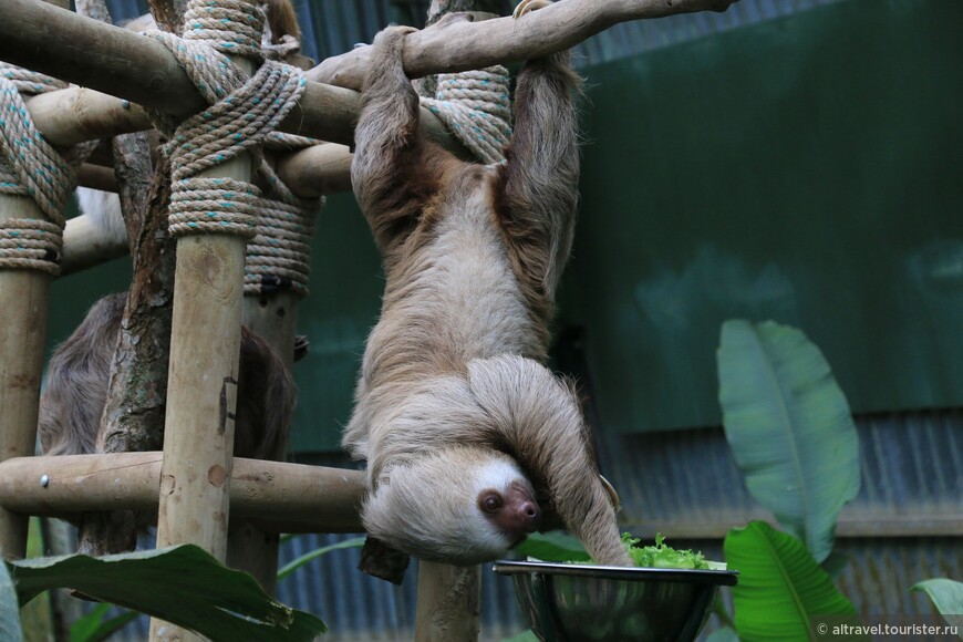 Благодаря 10-ти шейным позвонкам (у человека их 7) ленивцы способны поворачивать голову на 270 градусов.