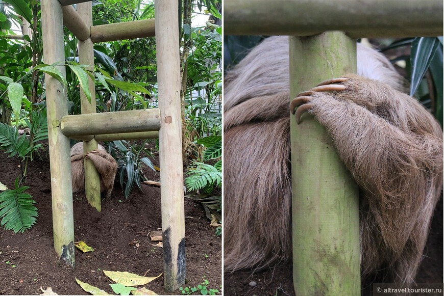 Этот ленивец заснул прямо на земле. В лесу это бы плохо кончилось..