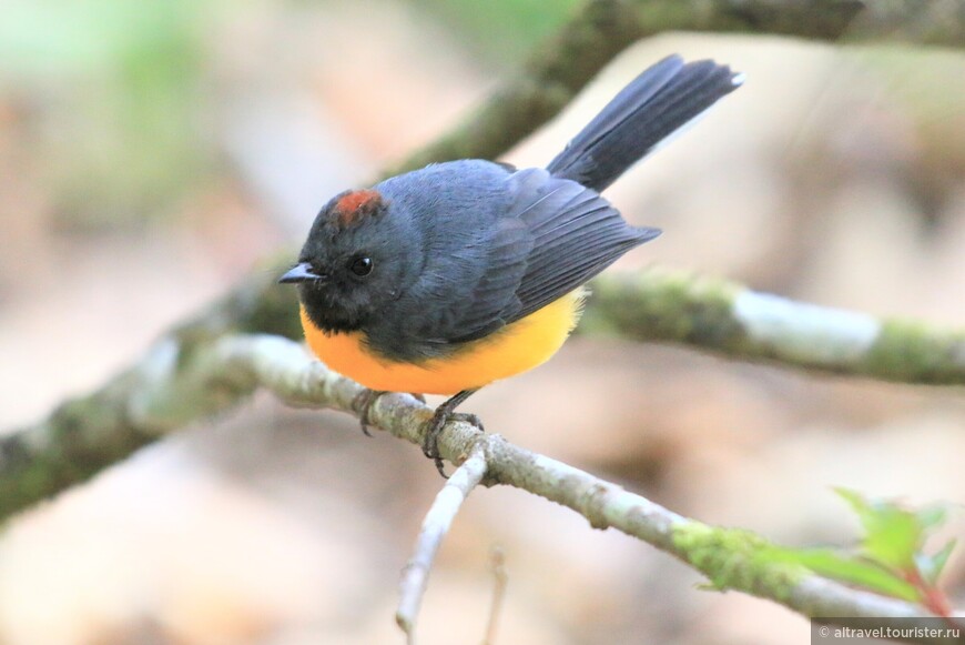 Сланцевогорлая горихвостка (Slate-throated redstart) - символ заповедника Кури Канча.