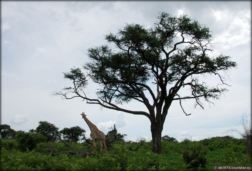 Сон о Ботсване или сафари в парке Чобе 