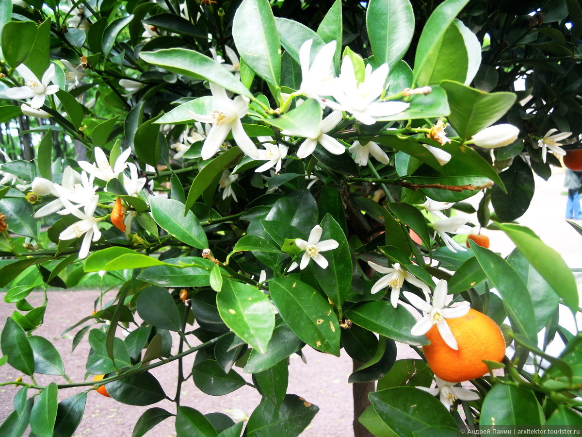 Как цветет мандарин. Цветение мандарина. Мандариновое дерево цветение. Мандарин дерево цветет. Цветение мандарина в Абхазии.
