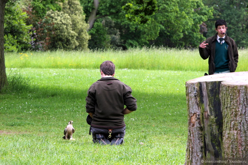 Очаровательные пернатые хищники (birds of pray) - Английские лужайки, Май 2012