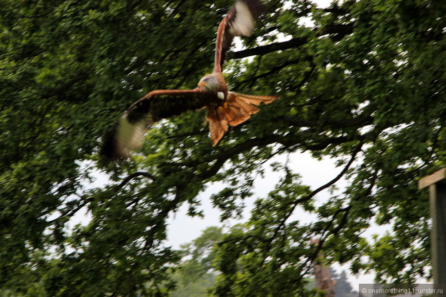 Очаровательные пернатые хищники (birds of pray) - Английские лужайки, Май 2012