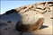 Крупнейший монолит Африки и каменное искусство Мавритании 