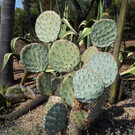 Тропический ботанический сад «Пинья де Роса»