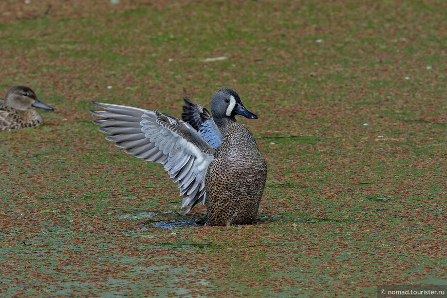 Синекрылый чирок, Spatula discors, Blue-winged Teal