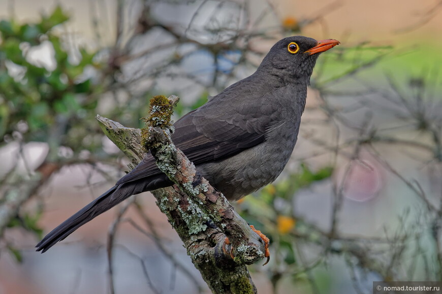 Большой дрозд, Turdus fuscater, Great Thrush