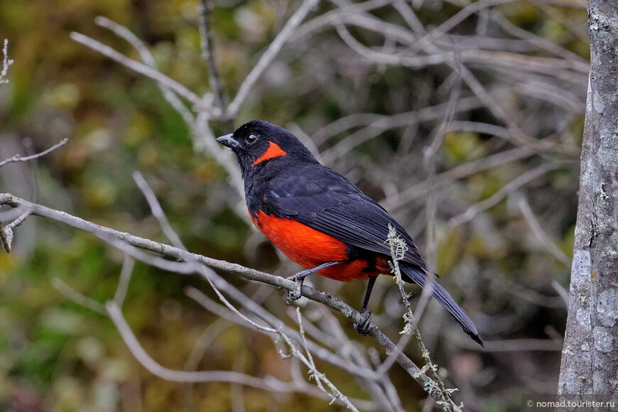 Огненнобрюхая танагра, Anisognathus igniventris, Scarlet-bellied Mountain Tanager