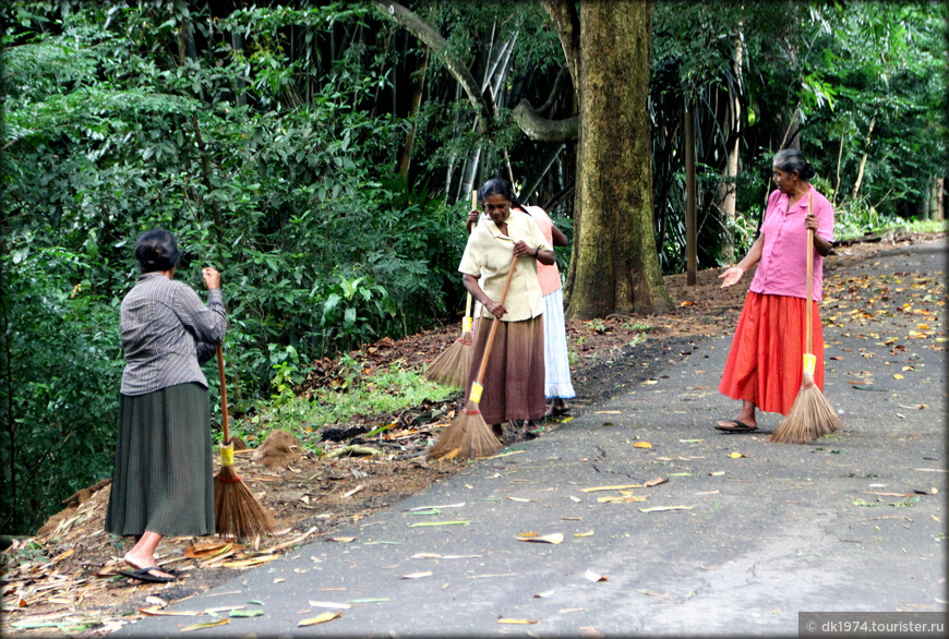 Ботаническое наследие Шри-Ланки
