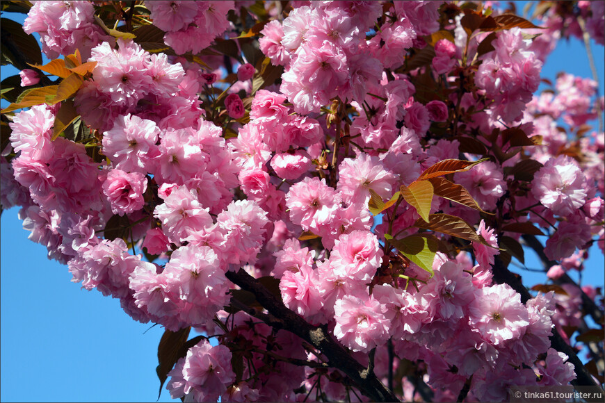 Любование весной в цветущем Батуми