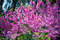 Любование весной в цветущем Батуми