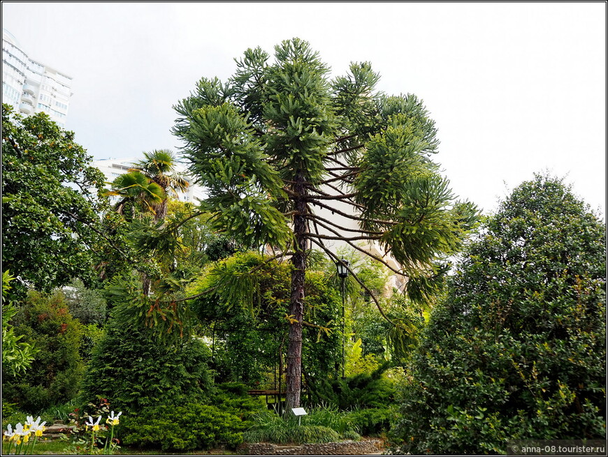 Необычный сад и музей «Дерево Дружбы»