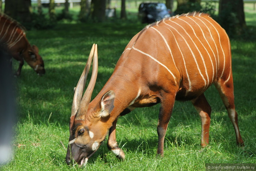 Woburn Safari Park, Англия