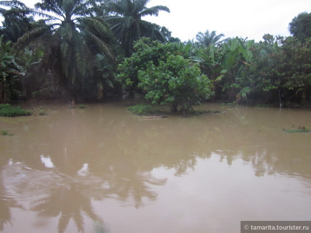 Наводнение в джунглях