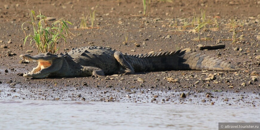Коста-Рика: Тарколес, в обществе крокодилов