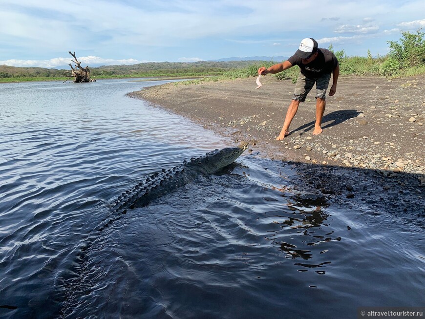 Коста-Рика: Тарколес, в обществе крокодилов