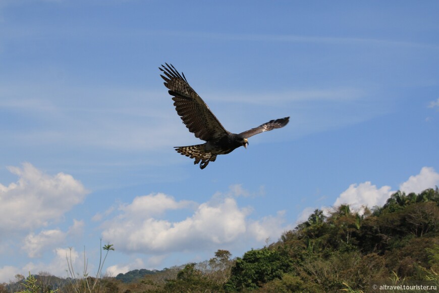 Чёрный хохлатый орёл (Black hawk eagle): летит изо всех сил, боится опоздать к раздаче.

