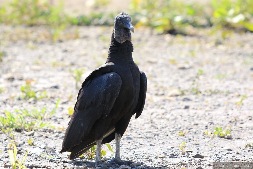 Чёрный гриф (Black vulture). Питается падалью, но свежей курятиной тоже заинтересовался.