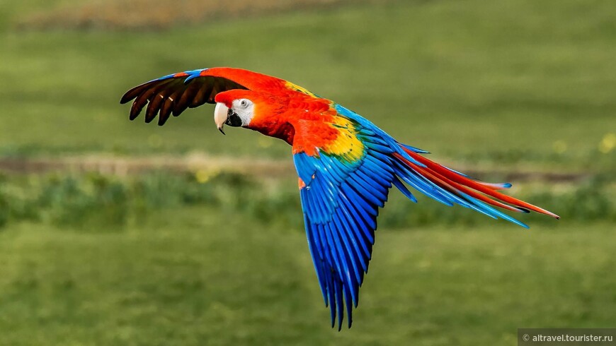 Красный ара (Scarlet macaw) в полёте. Фото из интернета.