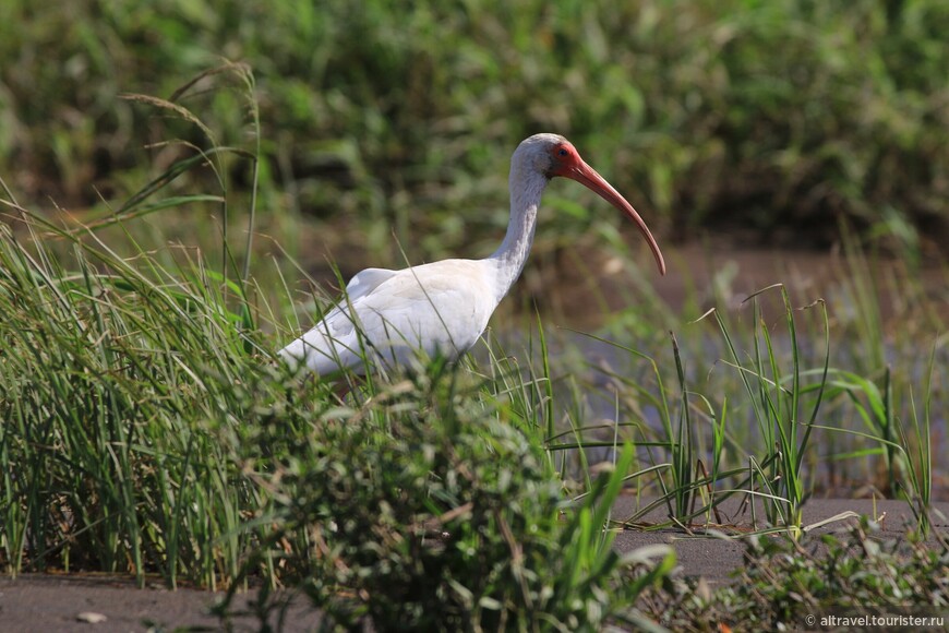 Белый ибис (White ibis). Питается мелкой рыбой и рачками.
