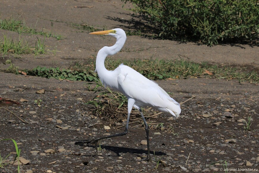 Большая белая цапля (Great egret). Крупная птица (до 1 м в высоту) с диетой из лягушек, змей, рыб.