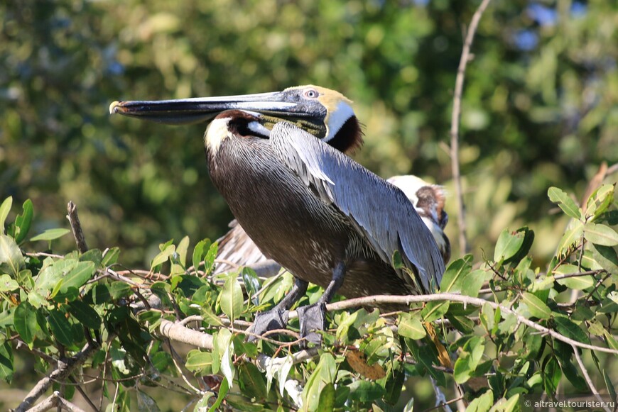 Бурый пеликан (Brown pelican). Главный «рыболов» Северной и Центральной Америки.