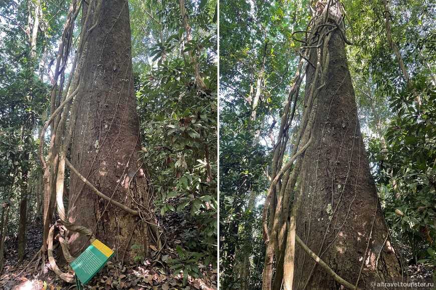 Дерево «Дикий кэшью» (Wild Cashew), достигает 50 м в высоту и 3 м в диаметре. Отсутствие подпорок компенсируется у него толщиной ствола у основания.