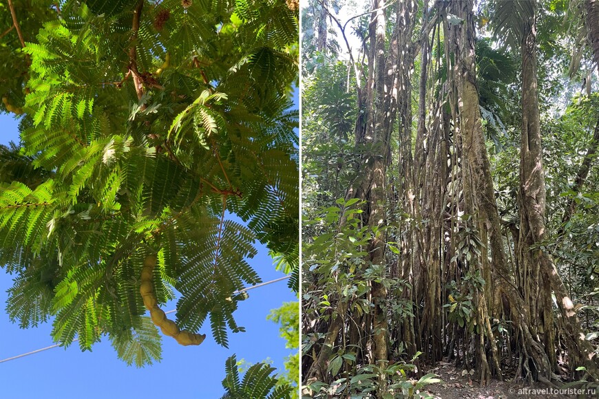 Два любопытных дерева: слева - с большим стручком, справа - с длинными воздушными корнями.