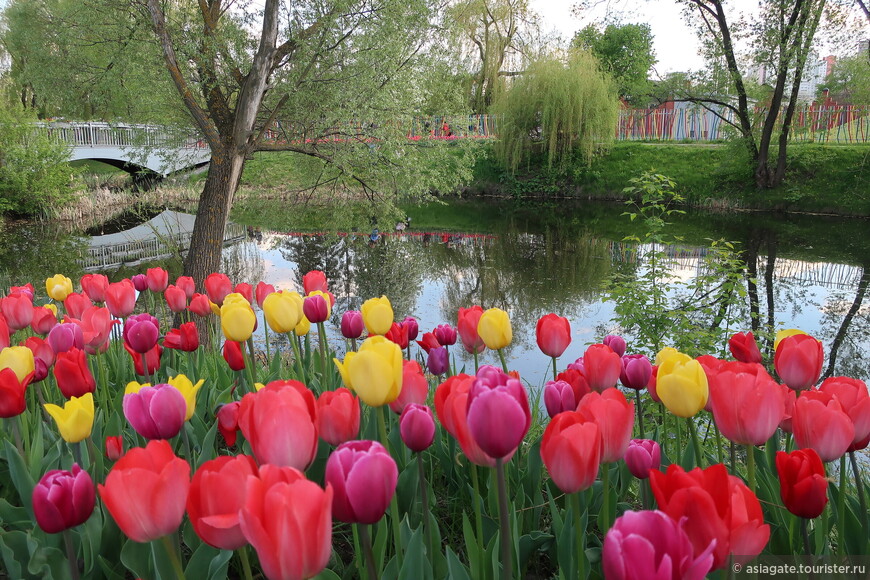 Фестиваль тюльпанов «Река в цвету»
