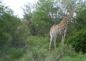 Южноафриканское сафари. Мозамбик и парк Крюгер