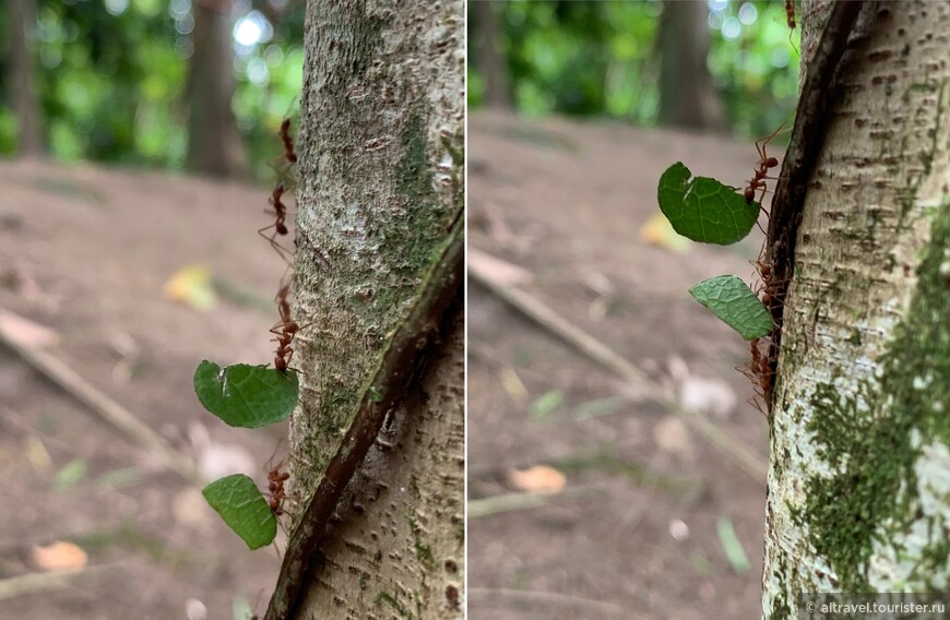 Муравьи-листорезы имеют четко проложенные тропы. Двигаясь по своему проторенному пути, каждый муравей несет фрагмент листа, в несколько раз превышающий его собственный вес.