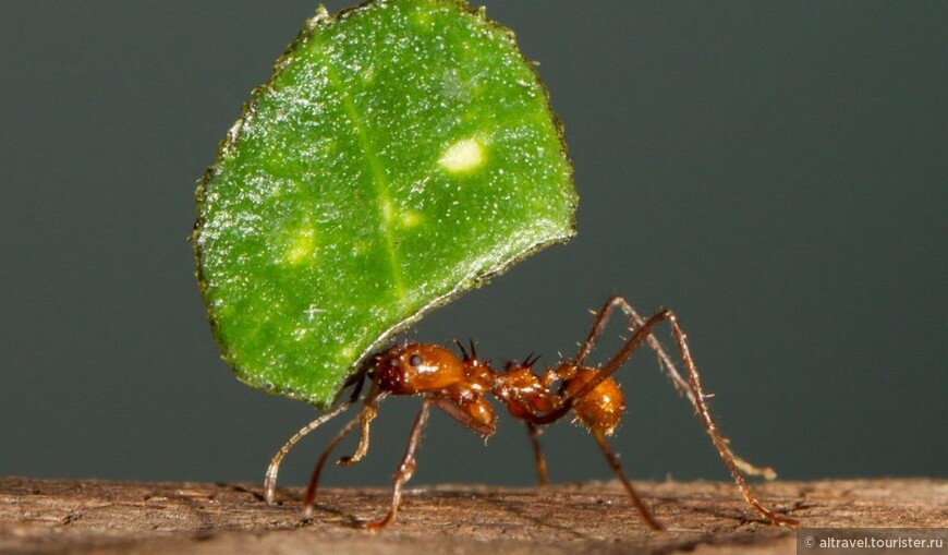 У входа в свое гнездо муравьи разжевывают листья на мелкие кусочки, которые лучше подходят для питания их подземных грибных садов. Фото из интернета.