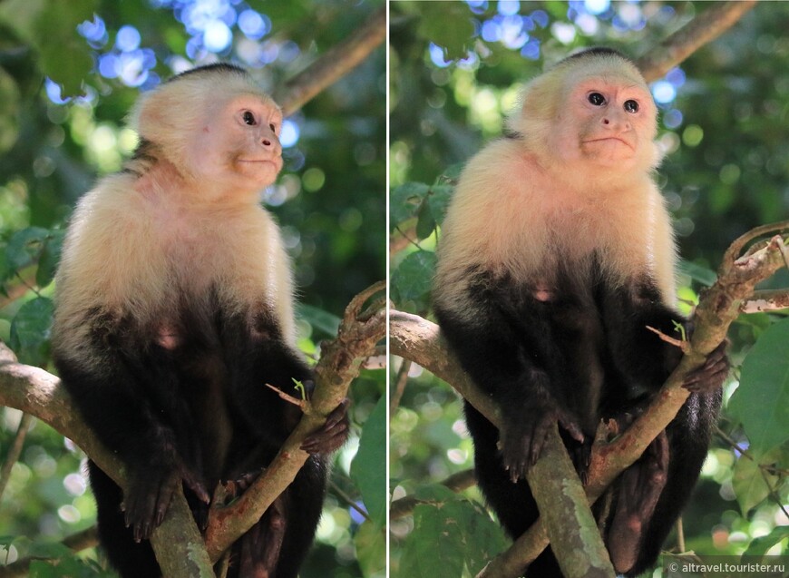 Коста-Рика: Мануэль Антонио, в окружении обезьян, часть 1
