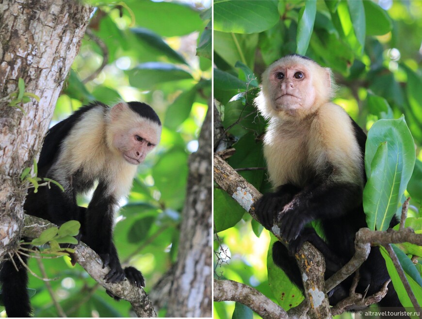 Коста-Рика: Мануэль Антонио, в окружении обезьян, часть 1