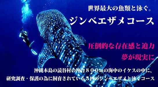 Трогательная (от сл. трОгать) акула на острове Окинава. Япония. 