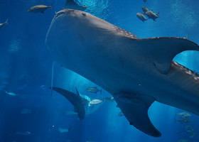 Трогательная (от сл. трОгать) акула на острове Окинава. Япония. 