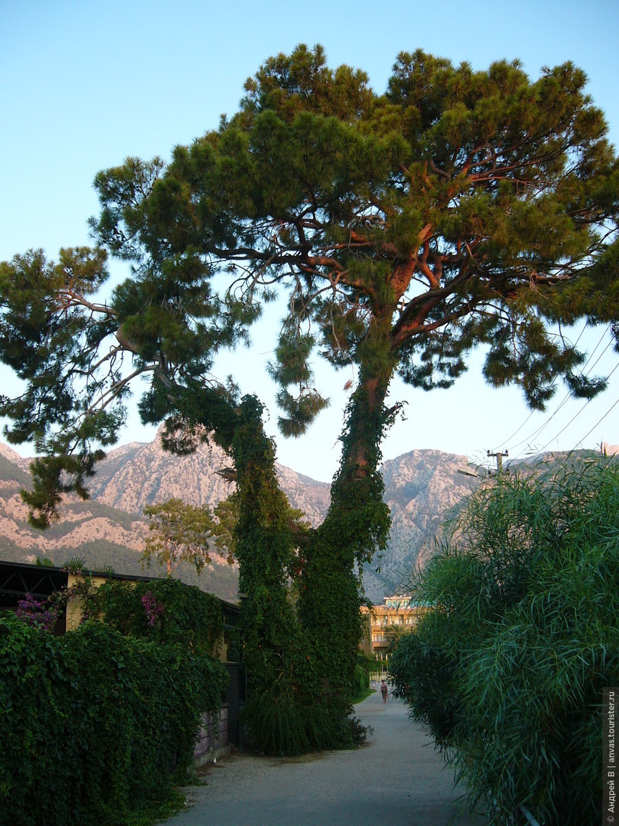 Бальзамное дерево в Турции