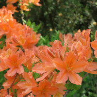 В мае-июне можно увидеть цветущий рододендрон — растение из семейства вересковых. Цвета невероятные! 