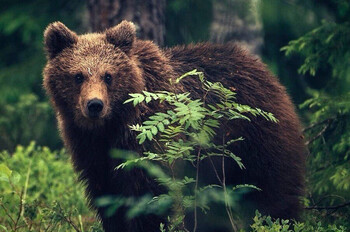 Туристов предупредили о медведе в нацпарке «Красноярские Столбы» 