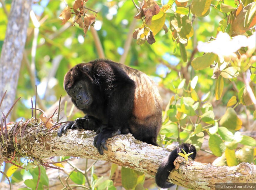 Коста-Рика: Мануэль Антонио, в окружении обезьян, часть 2