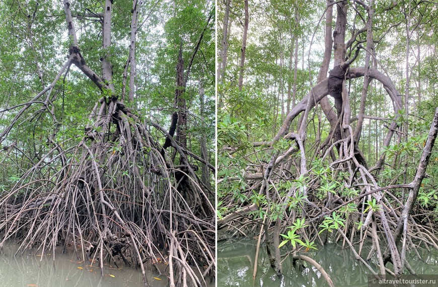 Устойчивость многим видам мангров придают так называемые ходульные корни. Они названы так из-за своеобразного внешнего вида и дают деревьям дополнительную опору.