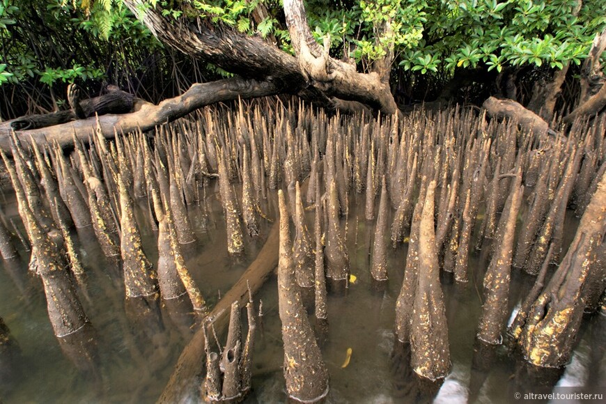 Другие виды мангров для решения проблемы дыхания от своих подземных корней пустают вверх отростки: получается что-то похожее на щетку. По-научному такие воздушные корни называются спаржевидными. Они вырастают вертикально вверх на 30-300 см. Фото из интернета.
