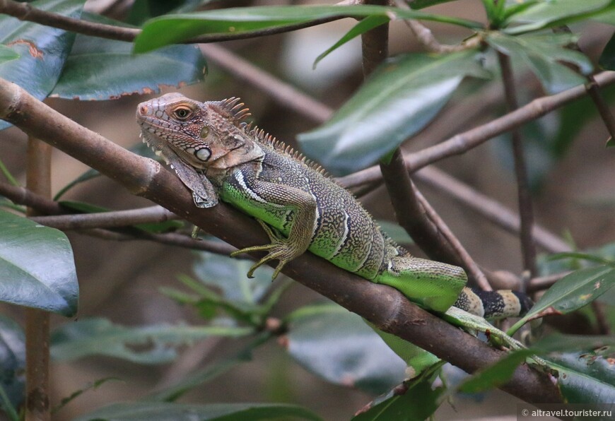Зеленая игуана (Green iguana) - один из обитателей мангрового леса.