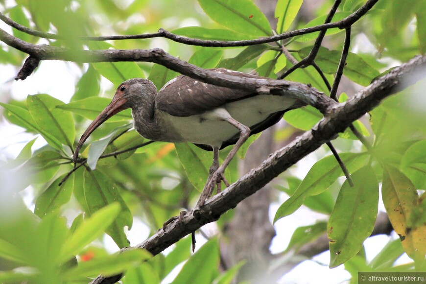 Американский белый ибис (American white ibis). Это подросток, поэтому пока его оперение преимущественно коричневое, хотя белые перышки на крыльях уже просматриваются.