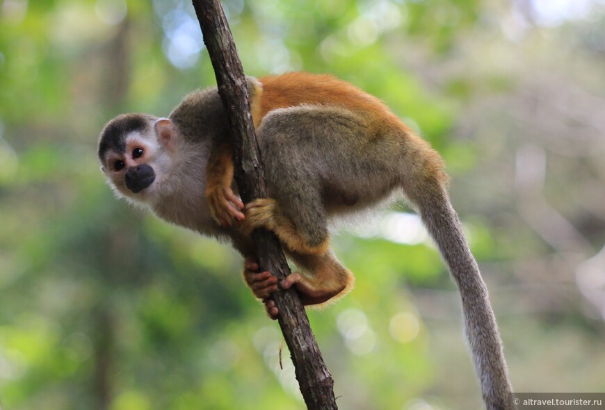 Коста-Рика: Мануэль Антонио, в окружении обезьян, часть 2