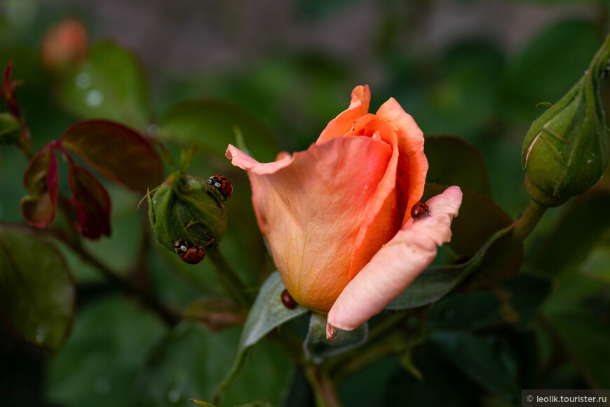Роза из Холланд парка.